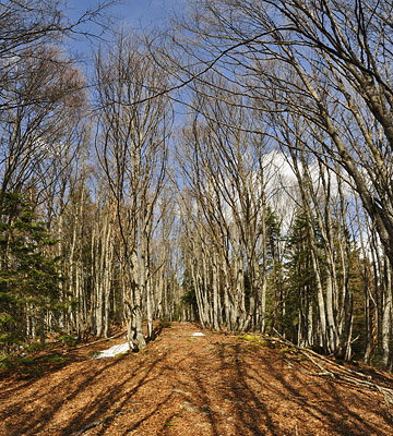 photo montagne alpes randonnée chartreuse mont grele foret