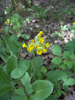 photo montagne randonnée balade Monts d'Or fleur