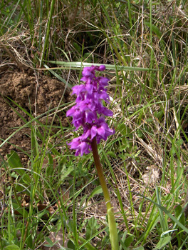 photo montagne randonnée balade Monts d'Or fleur