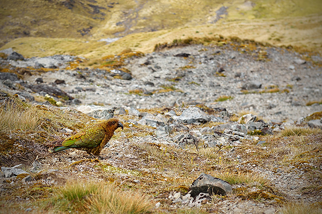 photo voyage nouvelle zelande kepler track fiordland milford sound