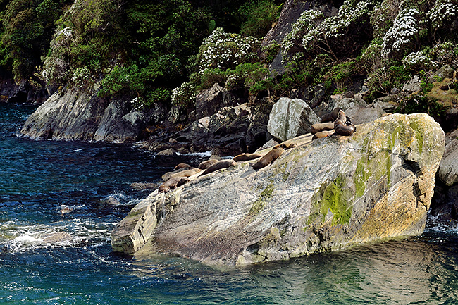 photo voyage nouvelle zelande te anau fiordland milford sound