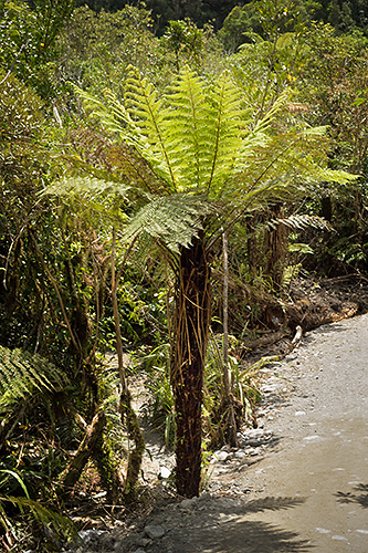 photo voyage nouvelle zelande cote ouest west coast ile sud franz josef fox glacier