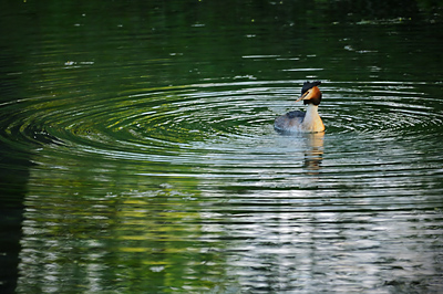 photo grebe huppe nid couve 