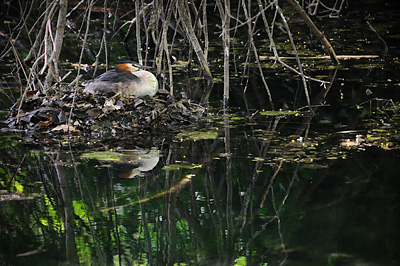 photo grebe huppe nid couve 