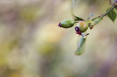 photo pilat macro macrophotographie proxy