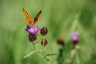 photo pilat macro macrophotographie proxy insecte papillon