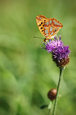 photo pilat macro macrophotographie proxy insecte papillon