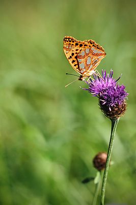 photo pilat macro macrophotographie proxy insecte papillon