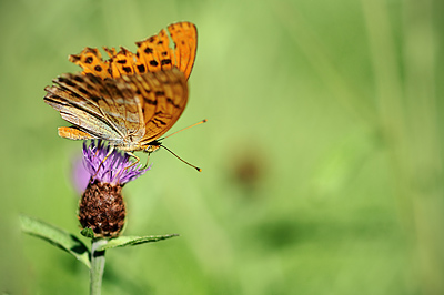 photo pilat macro macrophotographie proxy insecte papillon