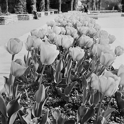 photo rolleiflex lyon parc de la tete d'or