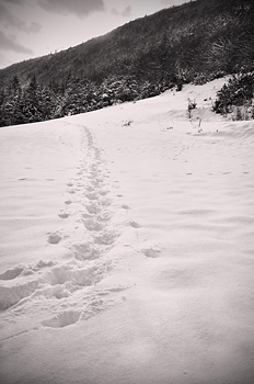 photo montagne alpes saint agnan en vercors neige traces noir et blanc