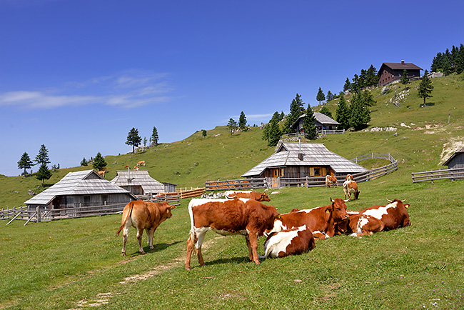 photo voyage europe centrale alpes balkans slovenie alpes kamniques velika planina