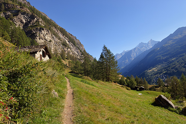 photo montagne alpes randonnée suisse valais zermatt edelweiss Hohbalmen