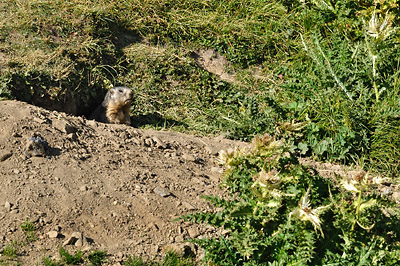 photo montagne alpes randonnée tour des glaciers vanoise TGV col de la vanoise marmotte