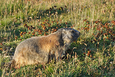 photo montagne alpes randonnée tour des glaciers vanoise TGV col de la vanoise marmotte