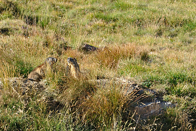 photo montagne alpes randonnée tour des glaciers vanoise TGV col de la vanoise marmottes