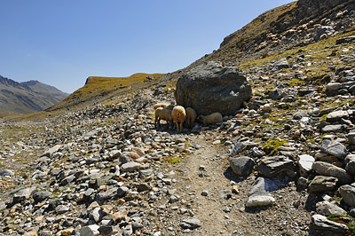 photo montagne alpes randonnée tour des glaciers vanoise TGV moutons