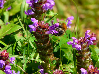 photo montagne alpes randonnée tour du mont blanc tmb kora bourdon fleurs