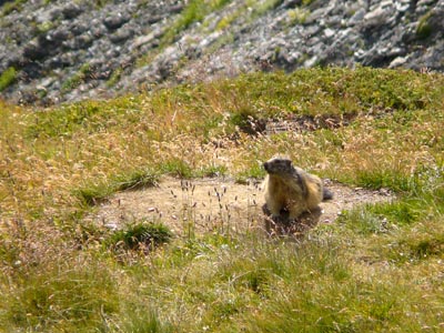 photo montagne alpes randonnée tour du mont blanc tmb kora marmotte