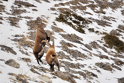 photo montagne alpes cerces thabor randonnée raquettes vallon refuge col chardonnet bouquetins