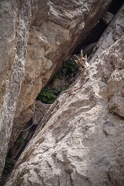 photo montagne alpes ecrins via ferrata aiguilette lauzet