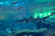 Aquarium du Dubai Mall