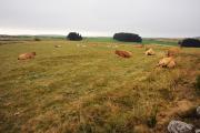 Vaches de l'Aubrac