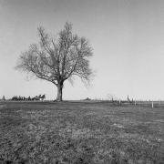 Arbre tout seul