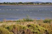 Etang des Pesquiers