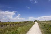 Remontée dans les vignes