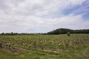 Vignes à l'approche de Blaye