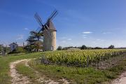 Dans les vignobles bordelais