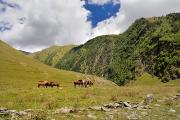 Troupeau de chevaux en liberté