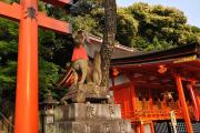 Fushimi-Inari - Renard