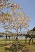 Ile Fukuura-jima - Cerisiers en fleurs