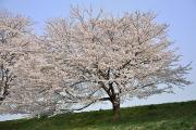 Cerisiers en fleurs