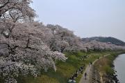 Cerisiers en fleurs