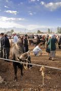 Marché aux bestiaux