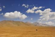 Cavalier dans la steppe