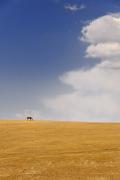 Cheval dans l'immensité