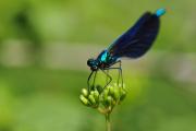 Macro - insectes et plantes