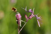 Bombyle en plein travail