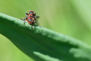 Couple de Cantharide le moine