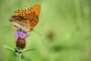 Papillon aux ailes fatiguées