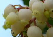 Essai macro : fleurs d'arbousier