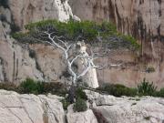 L'arbre du Gondor ;-)