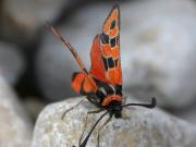 Essai macro : papillon