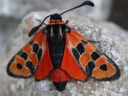 Essai macro : papillon