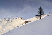 Arbre au couchant