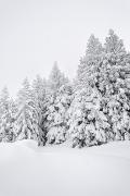 Sapins chargés de neige